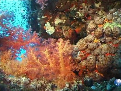 Sharm el sheikh, dive,plonger,poissons mer rouge.