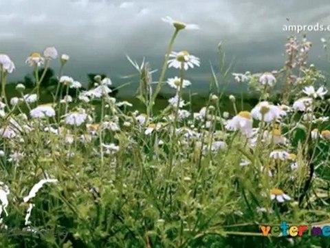 Bu Dünya Bir Pencere 01