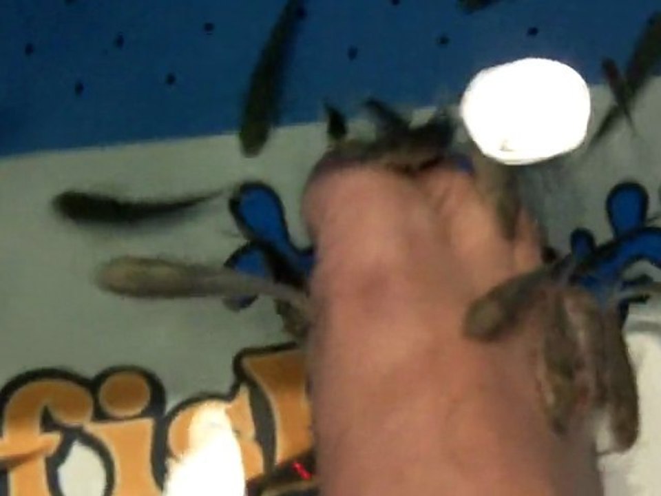 The Dr. Spafish Experience