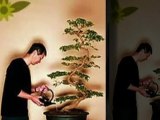 cuidar bosnai- La Guia para cuidar tu bonsai