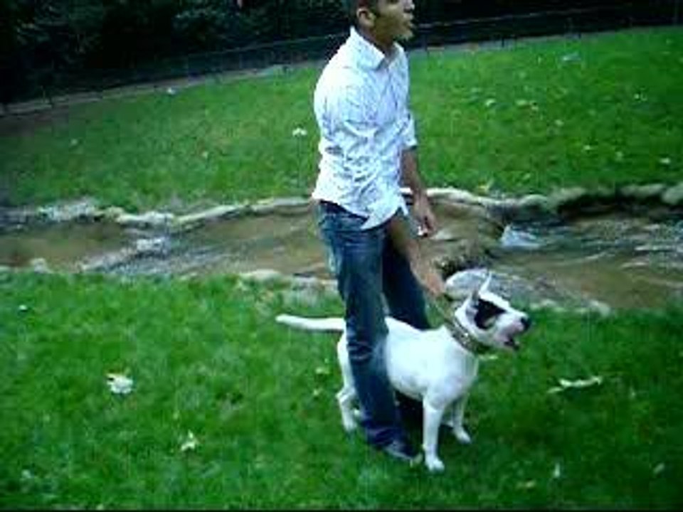Shiva+bull terrier et dogue argentin