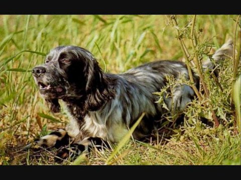 au setter anglais chien d'exception_0001