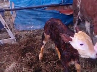 Eser Doğumdan Sonra