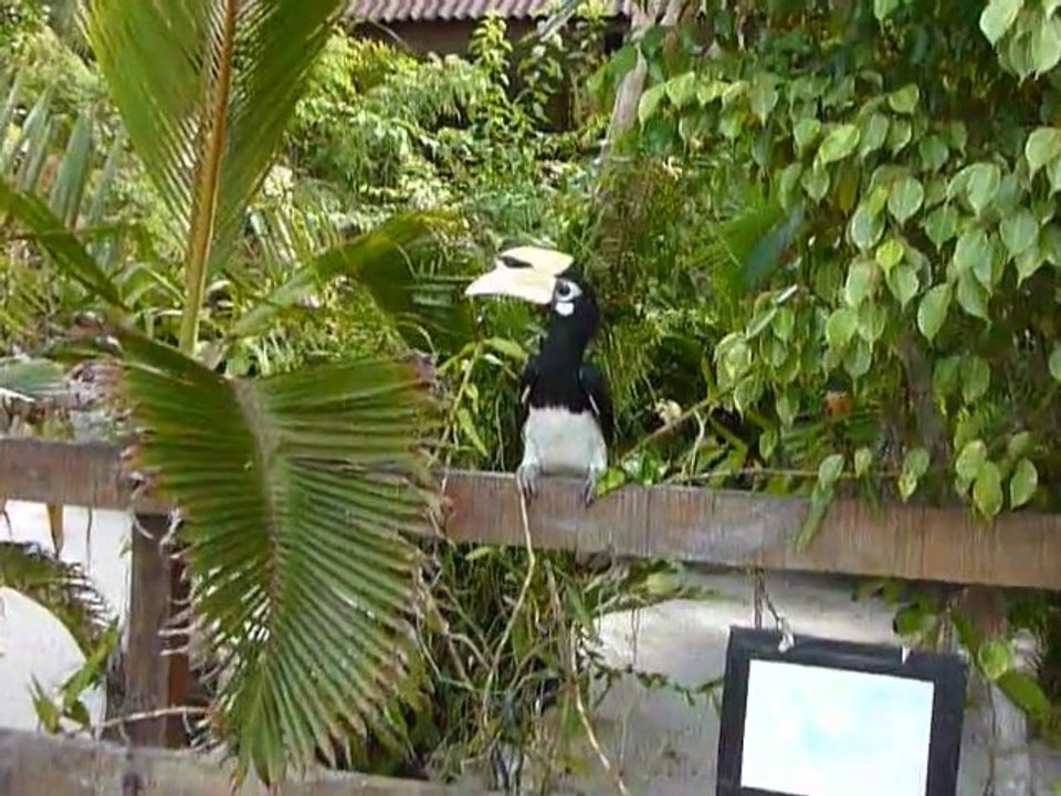 P'tit dèj  des Hornbill