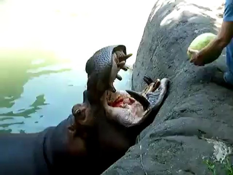 L'ippopotamo affamato