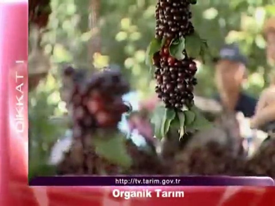 organik tarim