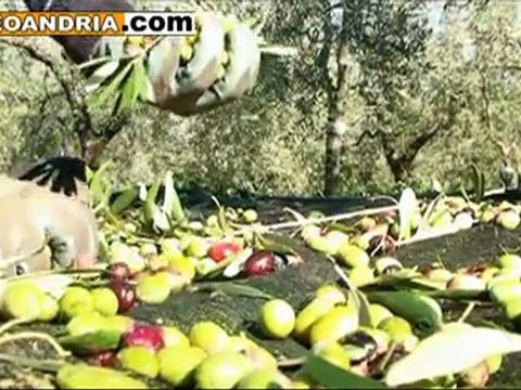 Andria ad Olio Capitale: intervista a Giovanni Del Mastro