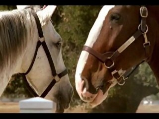 Daisy and Romeo love story: Clydesdale romance / Budweiser