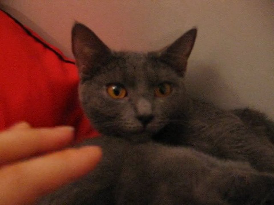 chaton2