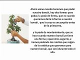 cuidar bosnai- La Guia para cuidar tu bonsai