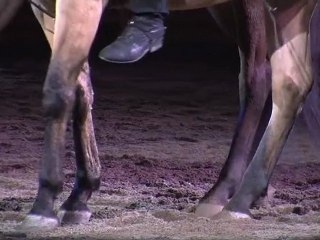 Carnevale Romano, la sfilata dei cavalli a piazza del Popolo