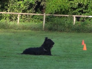 CAMPOS brevet d'obéissance musique