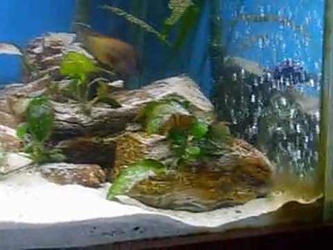 Tropheus Moorii İlangi