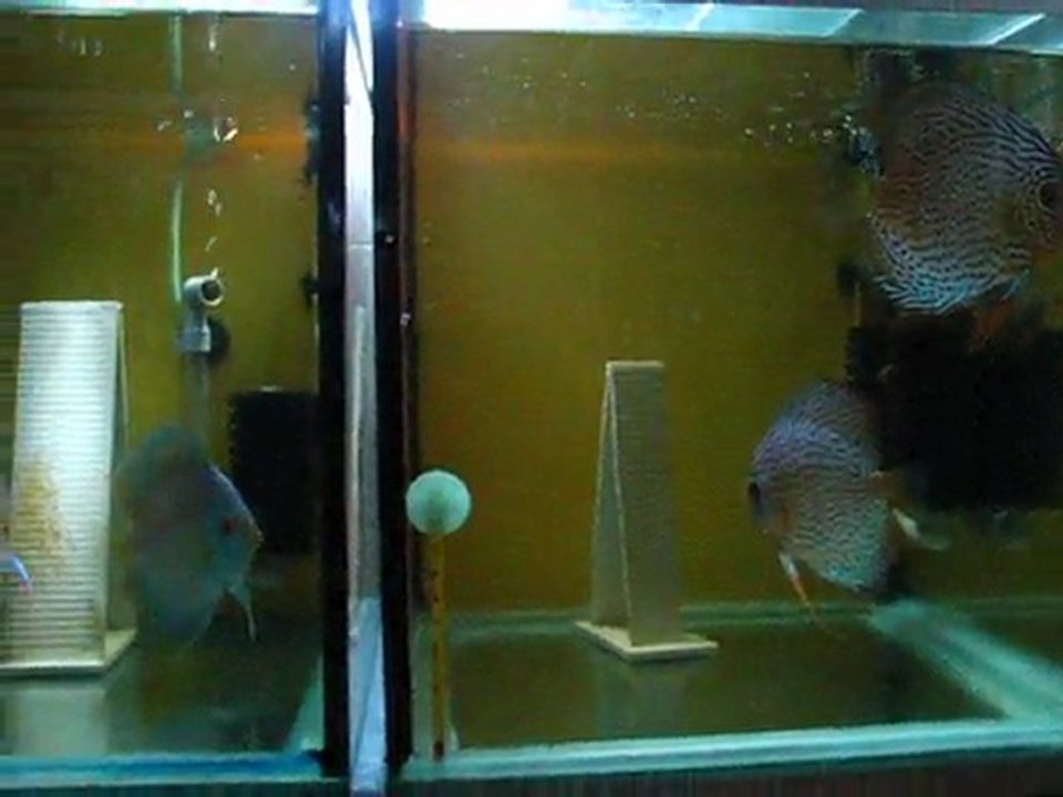 Konya Discus-Anaçlarım