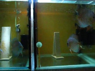 Konya Discus-Anaçlarım