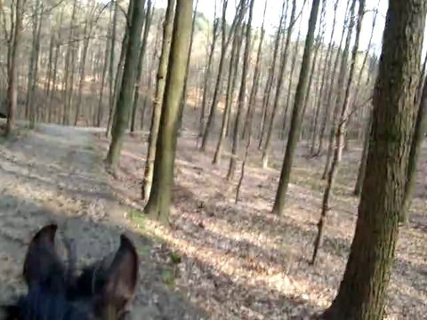 Vidéo Ulys bois de Hal 8 mars