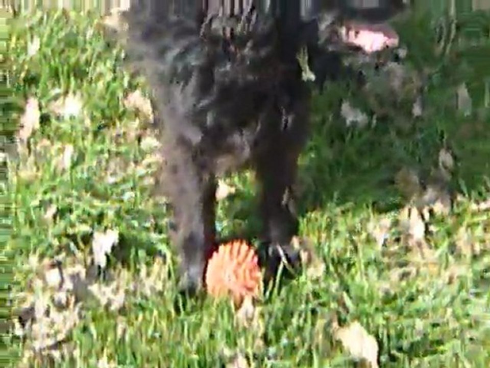 Le chien Kermit joue