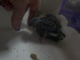 Comportement de deux jeunes touis célestes d'un mois en élevage à la main