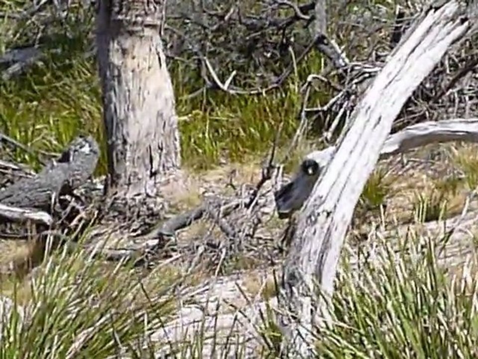 Le paradis en Tasmanie