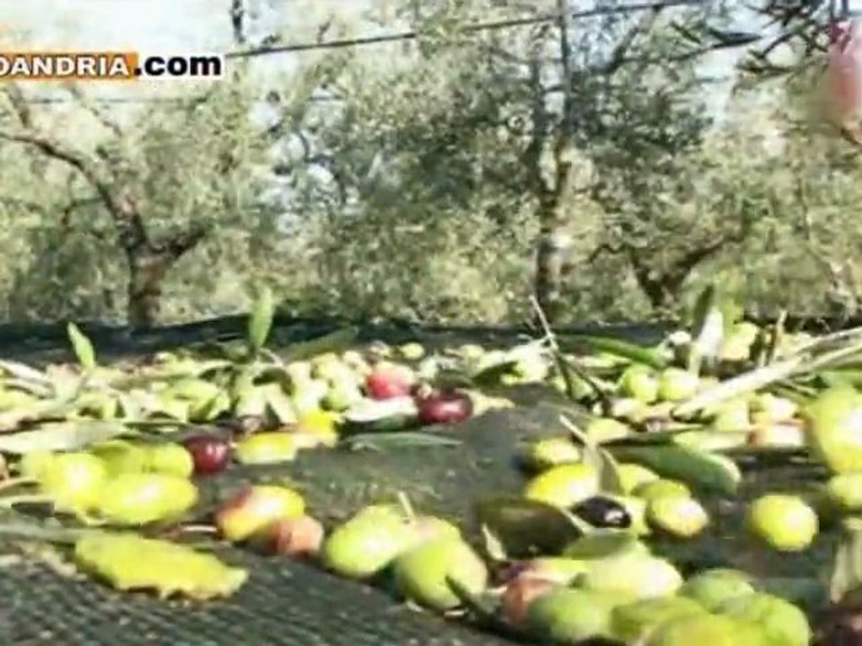 Fiera Olio Capitale a Trieste: presentato il concorso a premi