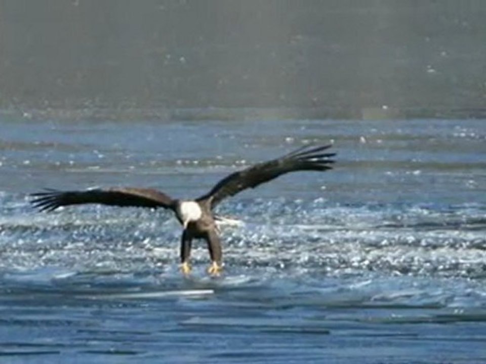 Bald Eagle Goes Hunting for Fish