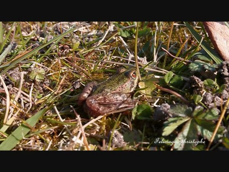 Grenouille verte de Perez
