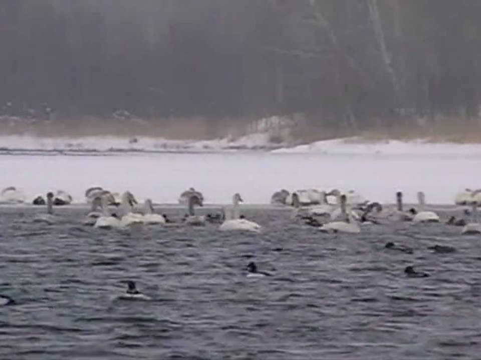 WILD SWANS  ALTAY