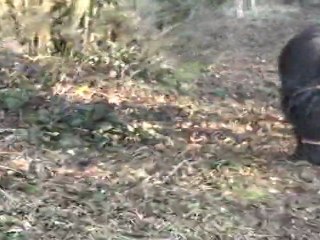 Mini-extrait balade semi-liberté avec Volta