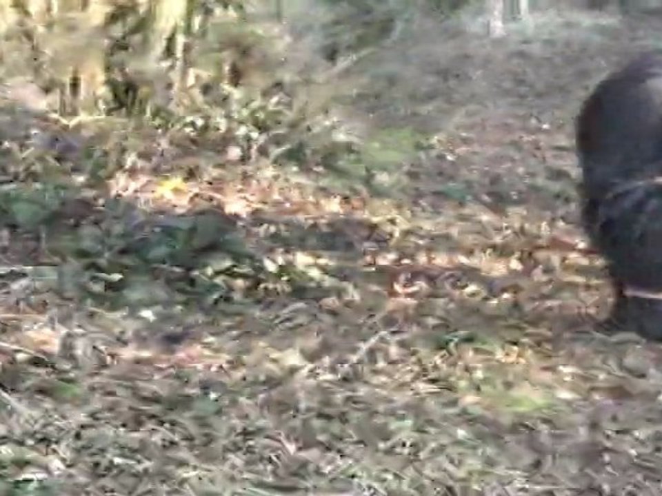 Mini-extrait balade semi-liberté avec Volta