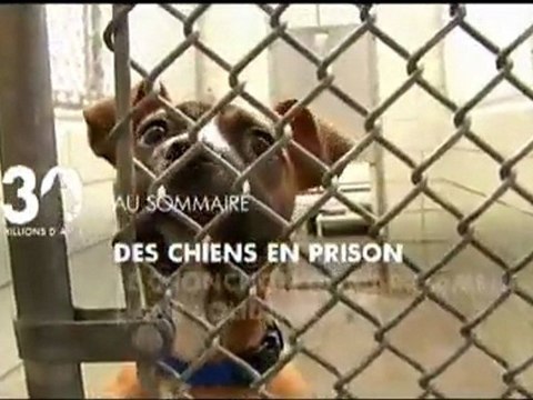 Sommaire émission 30 millions d'amis 12 03 2011