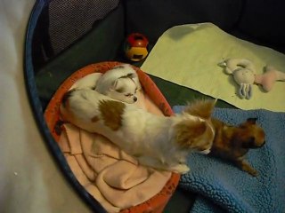 Gipsy et Gladys 9 mars 2011