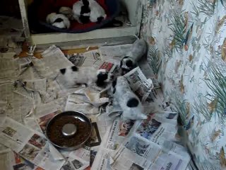 les chiots de bemol suite 2