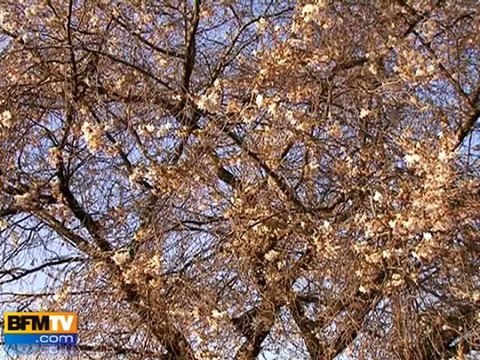 Les allergies aux pollens précoces cette année