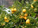 Mustafa Ceceli - Limon Çiçekleri