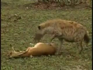 Quando bluffare ti salva la vita