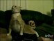 Chat rigolo pendant caresses de son maitre [Lol Cat]