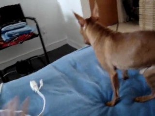 Ziggy Stardust Tapp The Pinscher