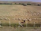 Koyun Keçi Sürüsü  - UyumluYasam.com
