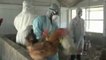 Chickens Culled after Bird Flu Strikes Northeast India