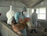 Chickens Culled after Bird Flu Strikes Northeast India