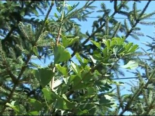 Za svaku bolest trava raste-GINKOBILOBA