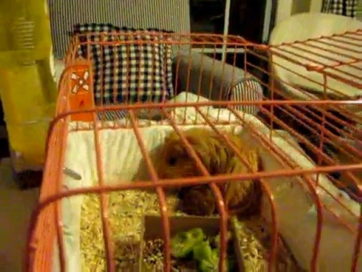 ⁣guinea pig babies running around