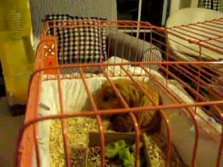 guinea pig babies running around