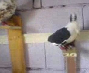 YILMAZ VELİ, GÜVERCİNLER