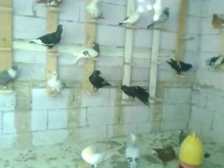 YILMAZ VELİ GAZİANTEP , KUŞLAR