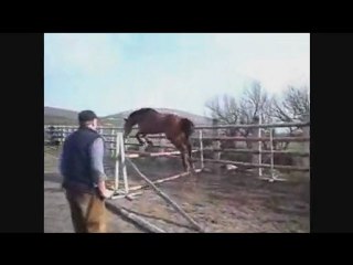 Vendu-Uriesco- puissant Selle Francais- 3 ans- origines CSI