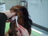 Dog Talk - Hoe poets ik de tanden van mijn hond