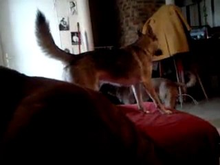 Chiens : jouer en faisant beaucoup de bruit c'est mieux !