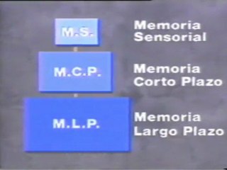 La mente humana: La memoria