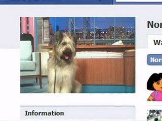 Clever canine rides a scooter